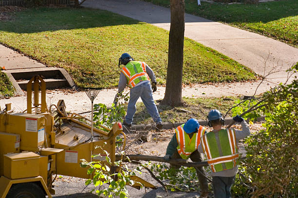 Best Emergency Tree Removal  in Oberlin, LA